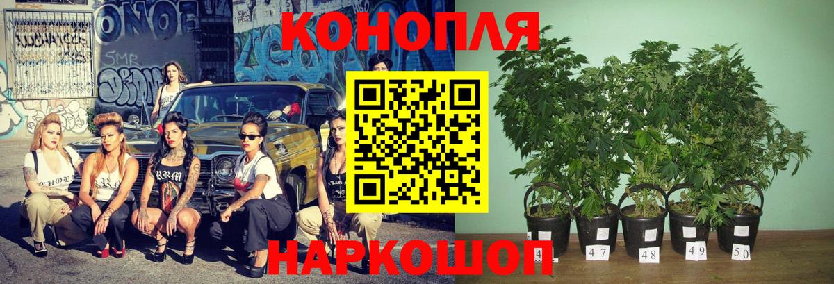 МАРИХУАНА семена Кандалакша